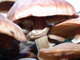 Armillaria solidipes image