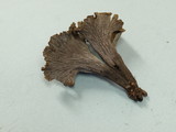 Cantharellus cinereus image