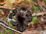 Cantharellus cinereus image