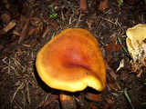 Hygrophoropsis aurantiaca image