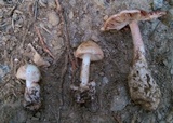 Amanita whetstoneae image