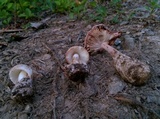 Amanita whetstoneae image