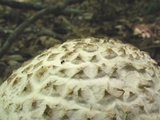 Amanita subcokeri image