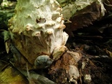 Amanita subcokeri image