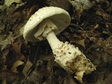 Amanita subcokeri image