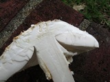 Amanita subcokeri image
