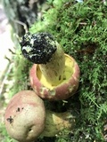 Boletus miniato-olivaceus image