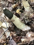 Phallus ravenelii image