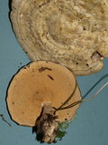 Microporellus dealbatus image