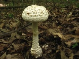 Amanita cokeri image