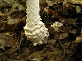 Amanita cokeri image