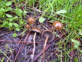 Psilocybe coprophila image
