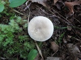 Clitopilus prunulus image