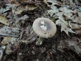 Amanita solaniolens image