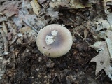 Amanita solaniolens image