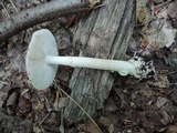 Amanita solaniolens image