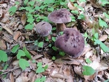 Tylopilus rubrobrunneus image