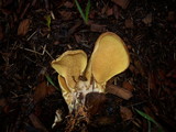 Tapinella panuoides image