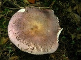 Russula cyanoxantha image