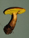 Boletus innixus image