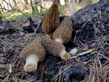 Morchella sextelata image