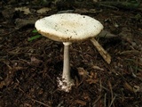 Amanita abrupta image