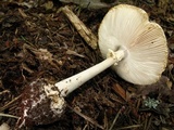 Amanita abrupta image