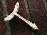Amanita abrupta image
