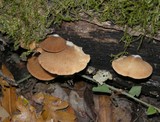 Crepidotus crocophyllus image