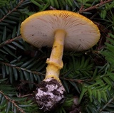 Amanita frostiana image