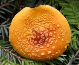Amanita frostiana image