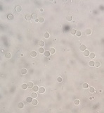 Amanita frostiana image