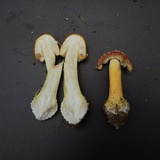 Amanita parcivolvata image