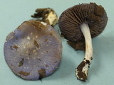 Cortinarius iodes image