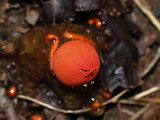 Calostoma cinnabarinum image