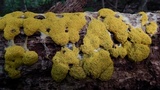 Fuligo septica image
