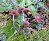 Psilocybe inquilina image