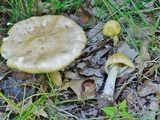 Amanita flavorubens image