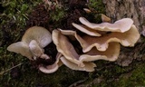 Hohenbuehelia angustata image