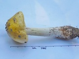 Amanita flavorubens image