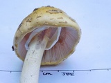Amanita flavorubens image