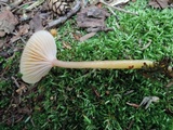 Hygrocybe laeta var. laeta image