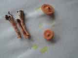 Lactarius oculatus image
