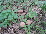Tylopilus rubrobrunneus image