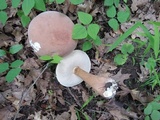 Tylopilus rubrobrunneus image