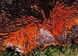 Hypomyces aurantius image