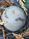 Bovista plumbea image