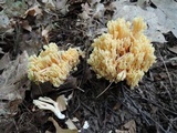 Ramaria apiculata image