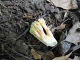 Ramaria apiculata image