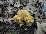 Ramaria apiculata image